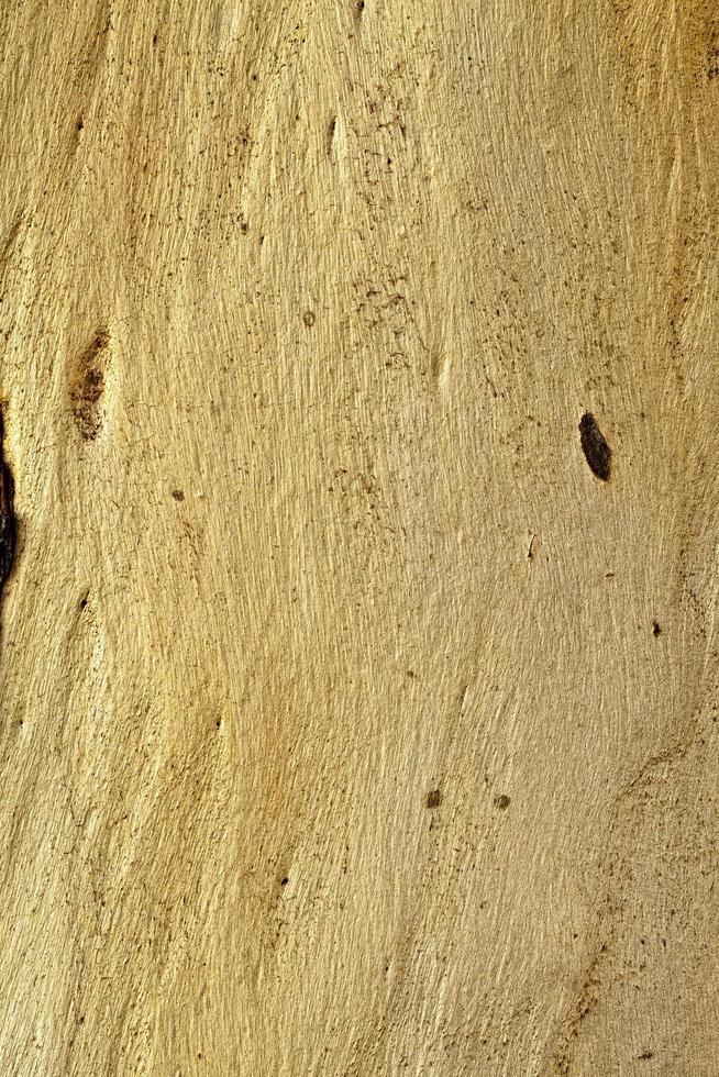 tronco de corteza de madera de árbol natural foto