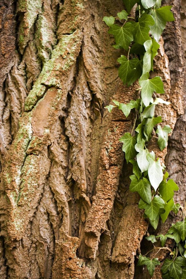 tronco de corteza de madera de árbol natural foto