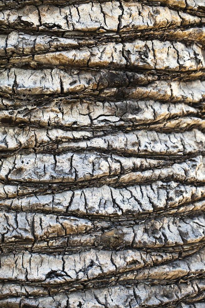 Natural Tree Wood Bark Trunk photo