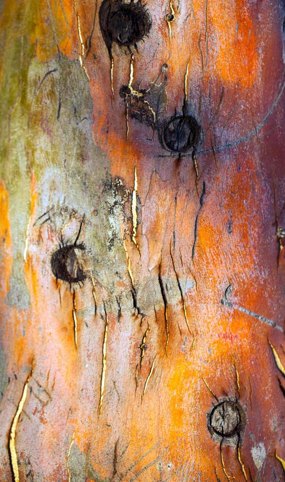 Natural Tree Wood Bark Trunk photo