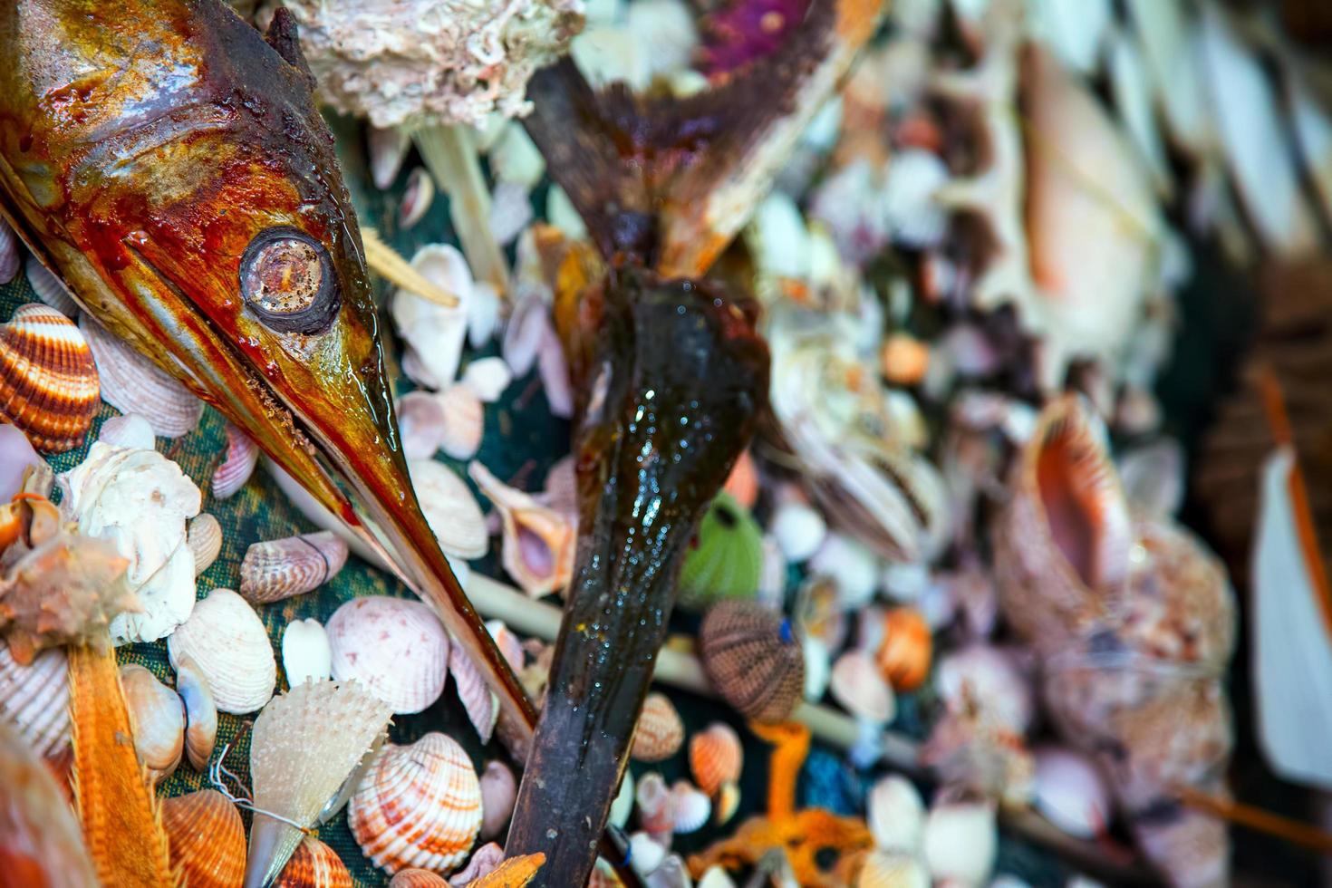 Sea Animal Dried Fish and Seashell photo