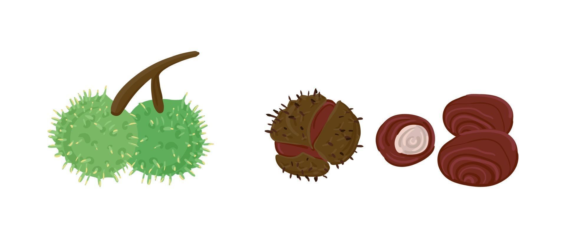 Hand Drawn Chestnut Fruit with and without green peel vector