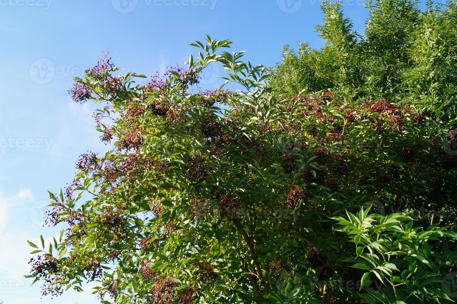 un árbol con bayas de saúco foto