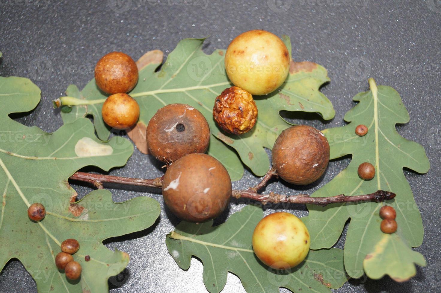 cynips quercusfolii gall balls on oak leaf photo