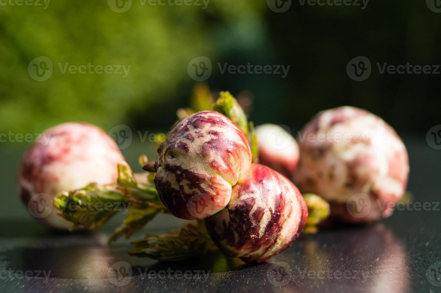 Cynips quercusfolii bolas biliares en hoja de roble foto