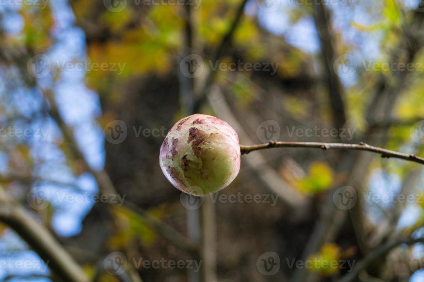 Cynips quercusfolii bolas biliares en hoja de roble foto