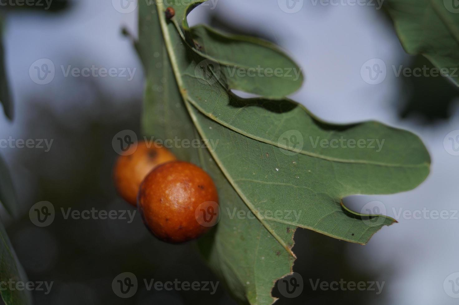 Cynips quercusfolii bolas biliares en hoja de roble foto