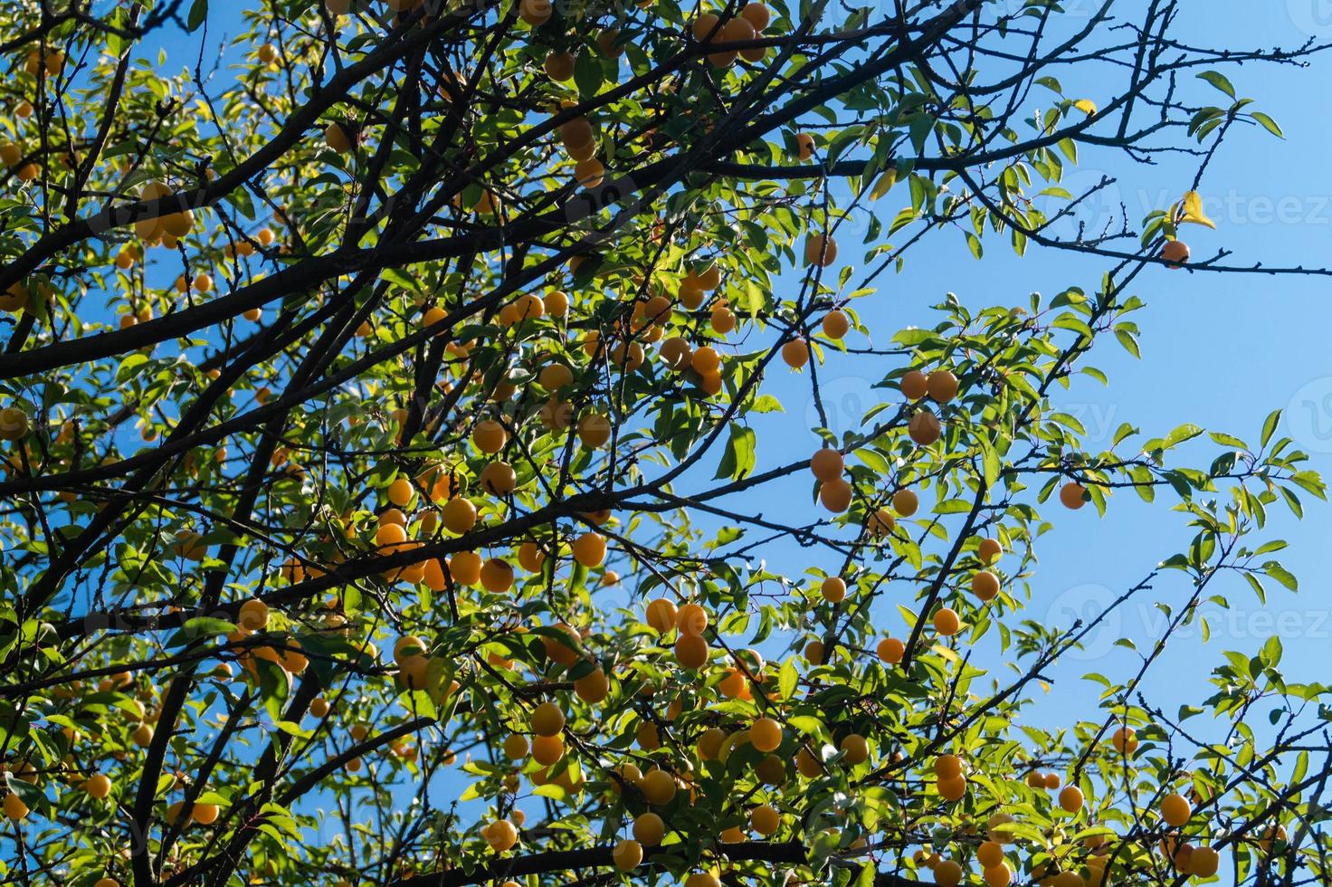 Mirabelle prunus domestica next to Hamburg photo