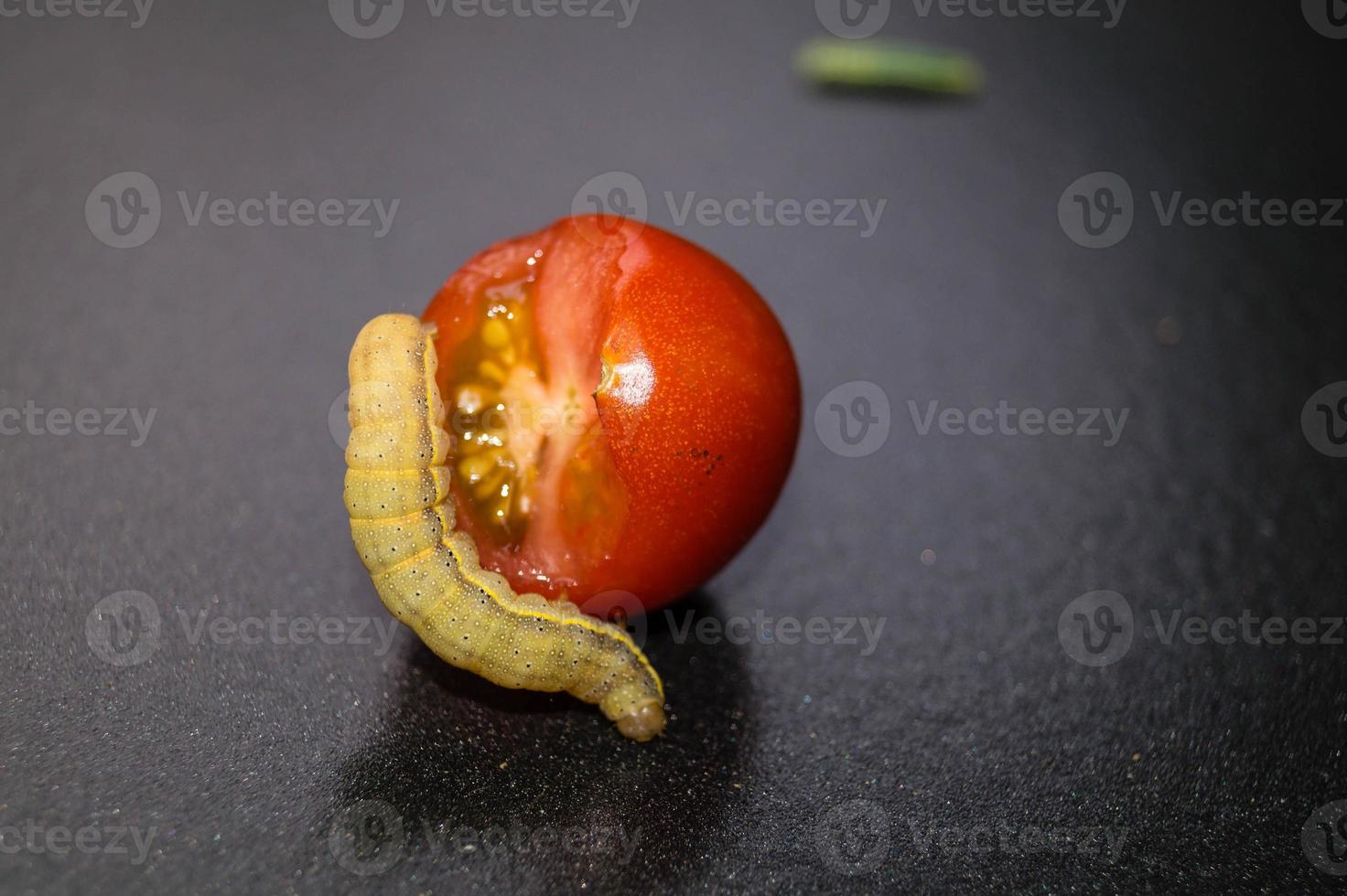 las alimañas vegetales lacanobia mamerta foto