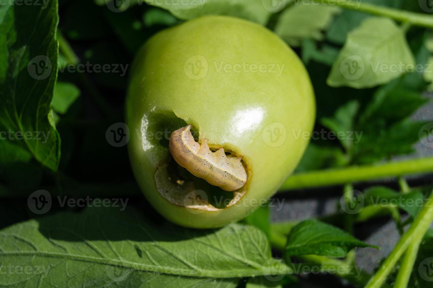 las alimañas vegetales lacanobia mamerta foto