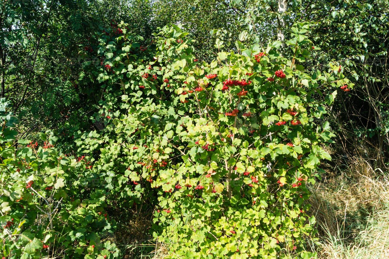 bayas rojas viburnum foto