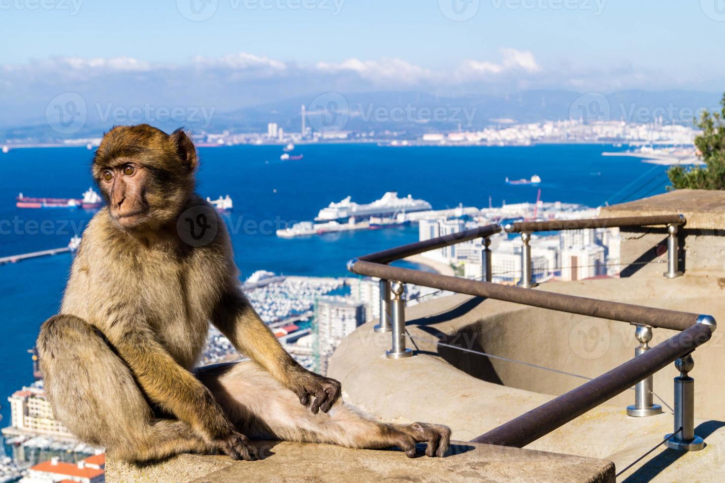 Magot Barbary Monkeys sylvanus macaca ape at Gibraltar photo