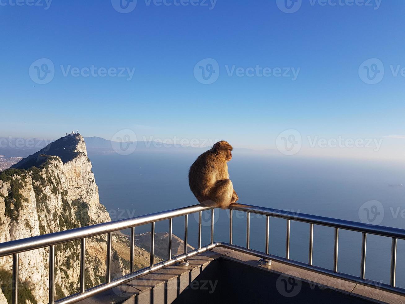 Magot Barbary Monkeys sylvanus macaca ape at Gibraltar photo