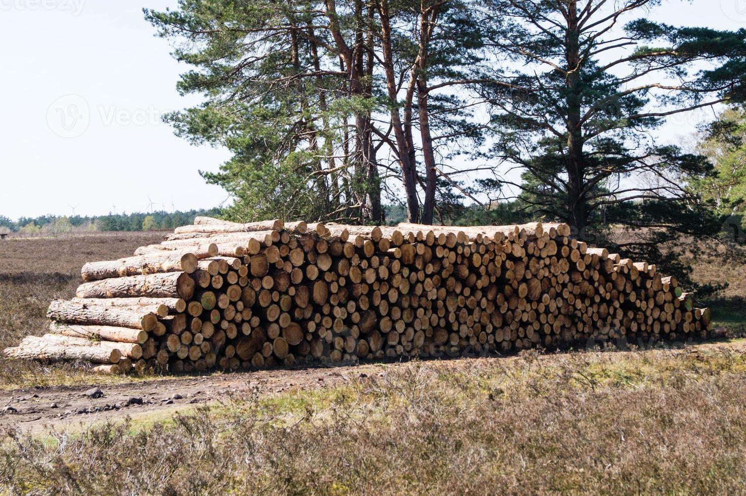 Forestry in the nature reserve Fischbeker Heide photo