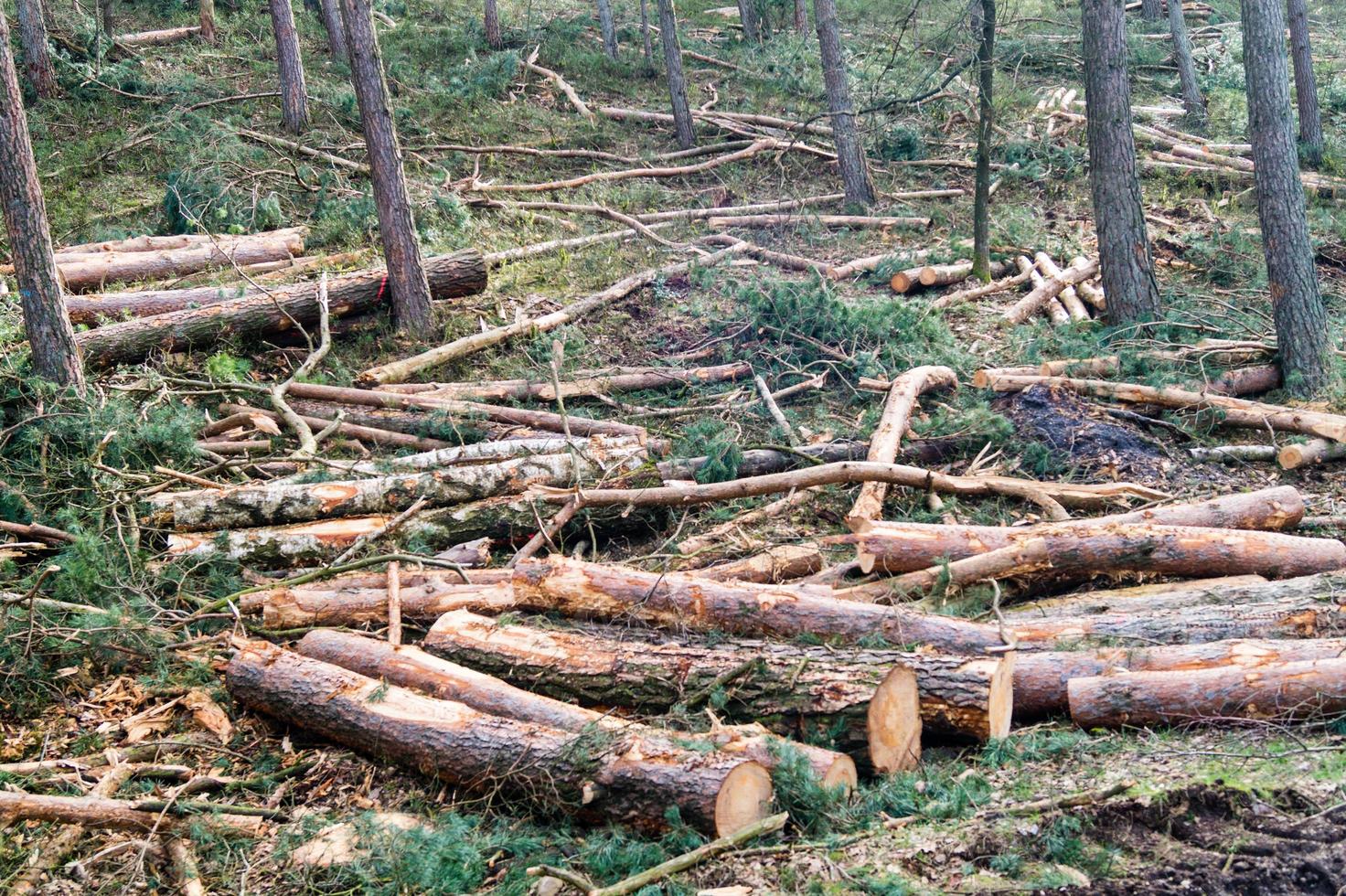 Forestry in the nature reserve Fischbeker Heide photo