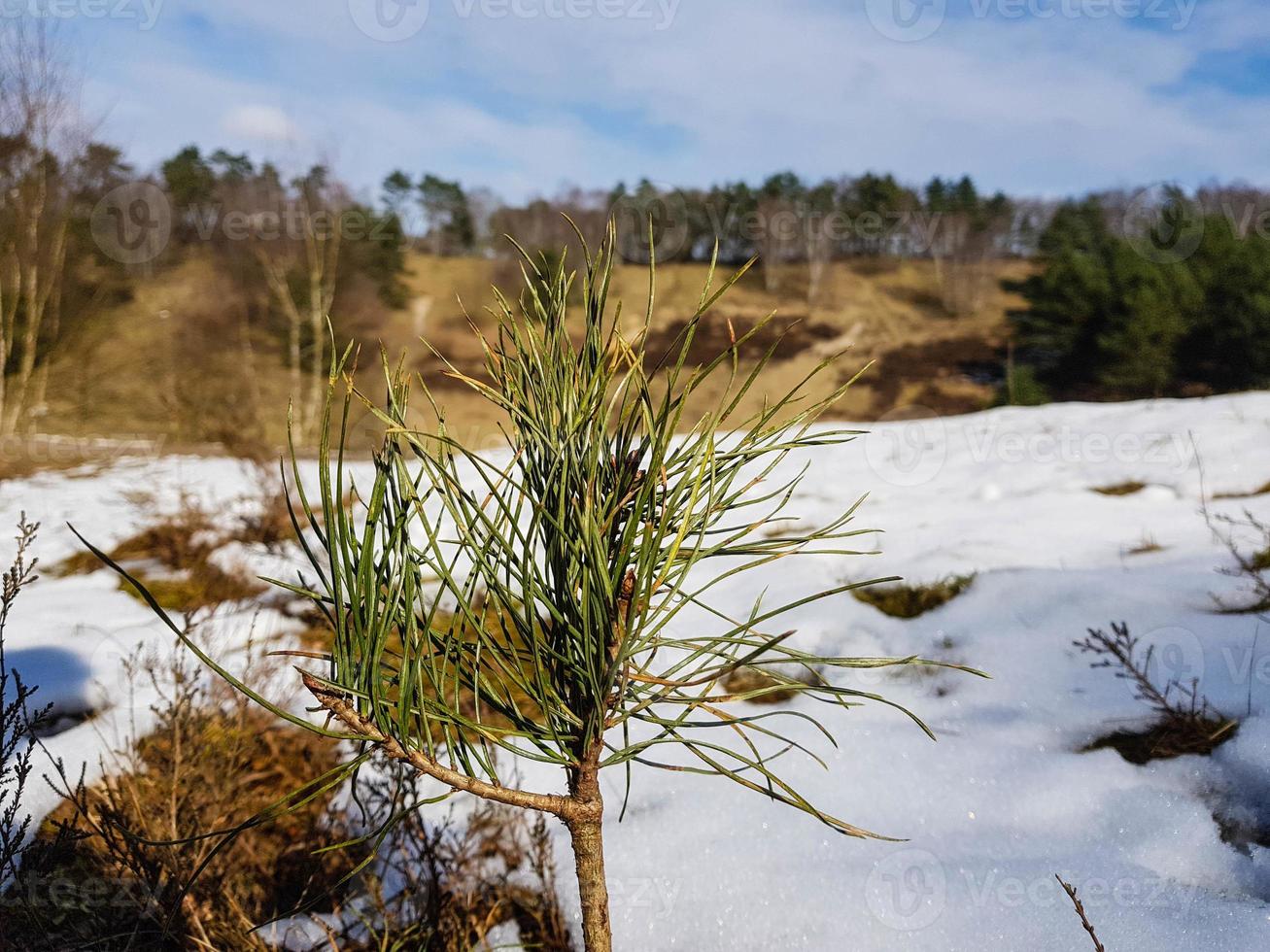 En la reserva natural fischbeker heide junto a Hamburgo, Alemania foto