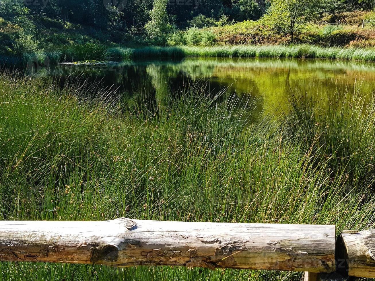 En la reserva natural fischbeker heide junto a Hamburgo, Alemania foto