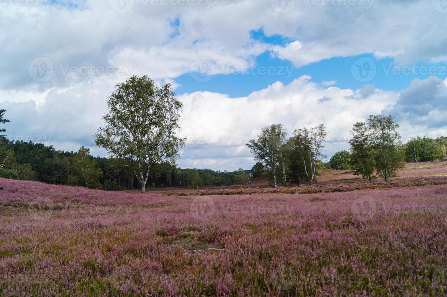 En la reserva natural fischbeker heide junto a Hamburgo, Alemania foto