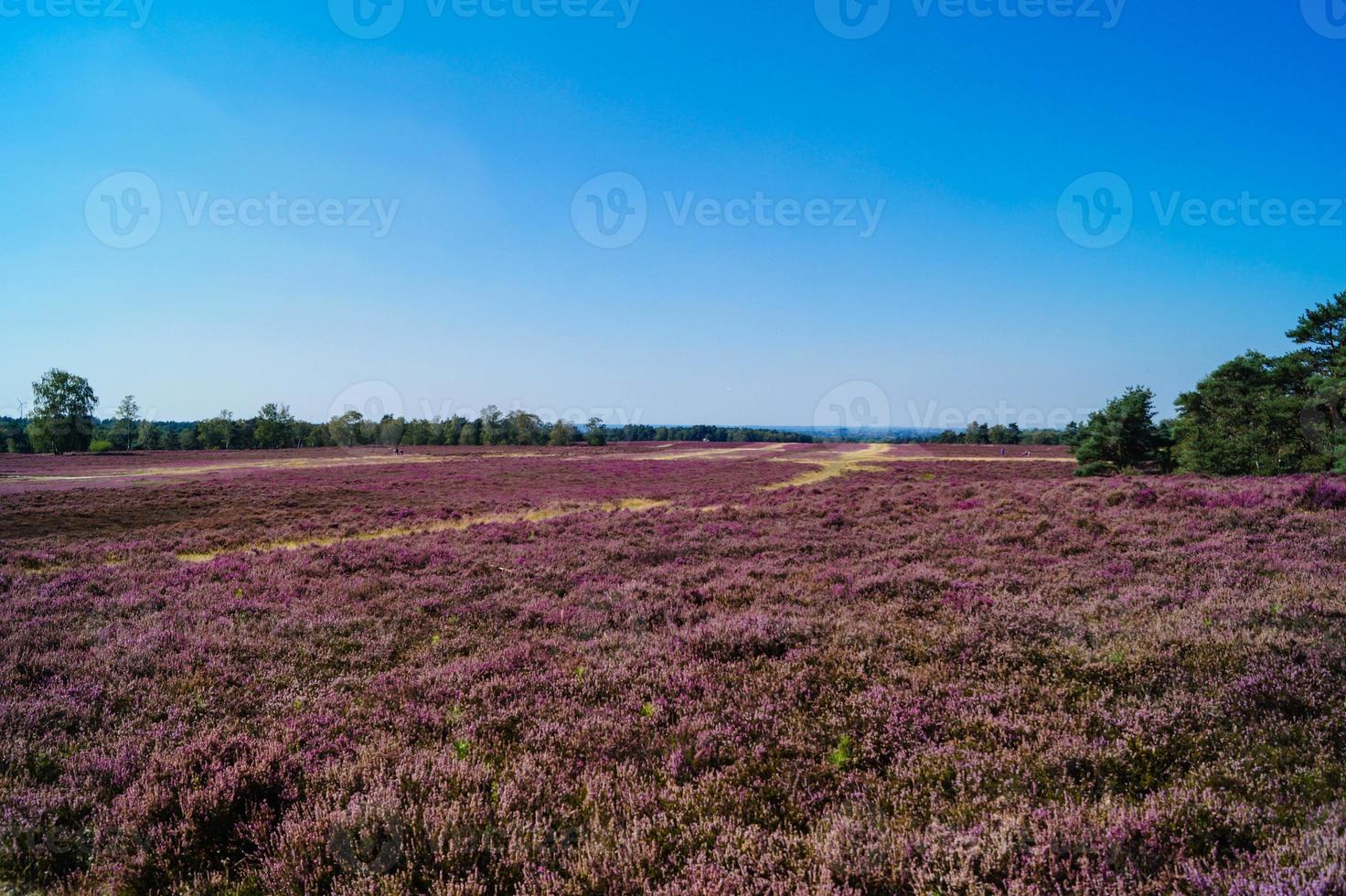 In the nature reserve Fischbeker Heide next to Hamburg Germany photo