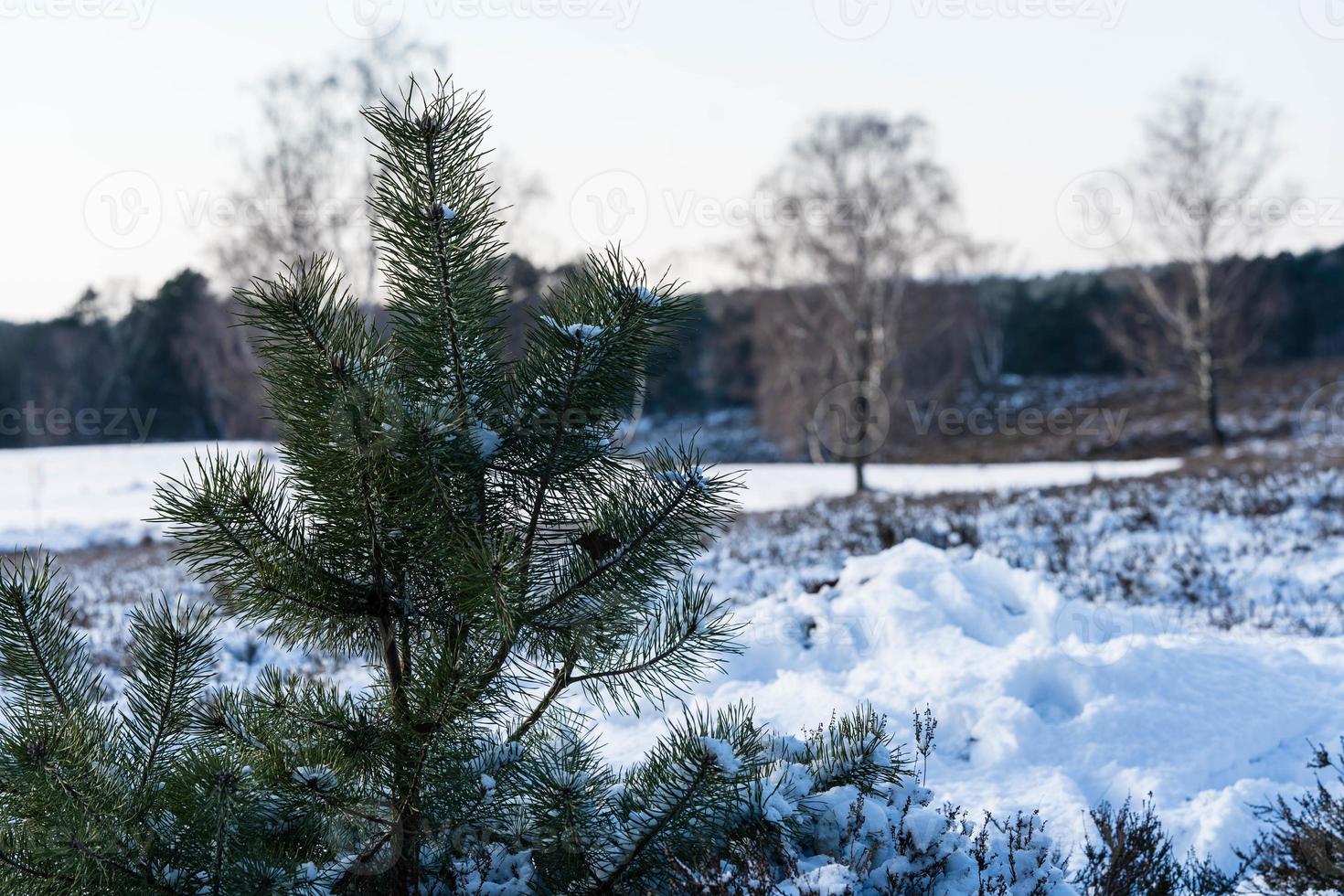 In the nature reserve Fischbeker Heide next to Hamburg Germany photo