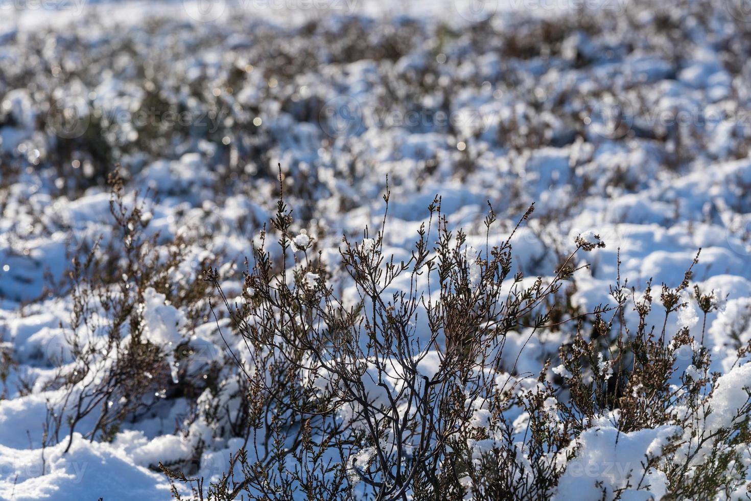 In the nature reserve Fischbeker Heide next to Hamburg Germany photo