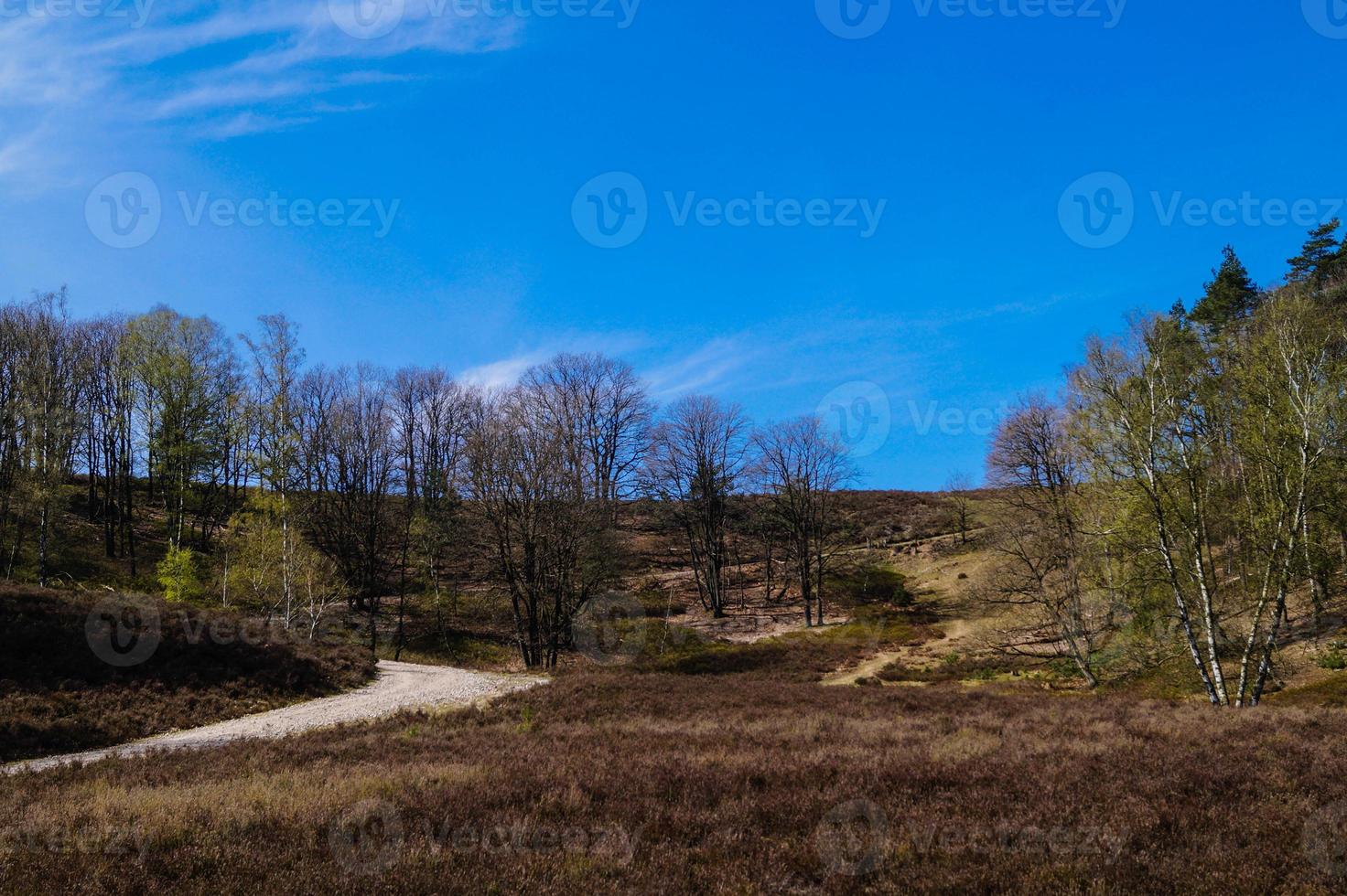 In the nature reserve Fischbeker Heide next to Hamburg Germany photo