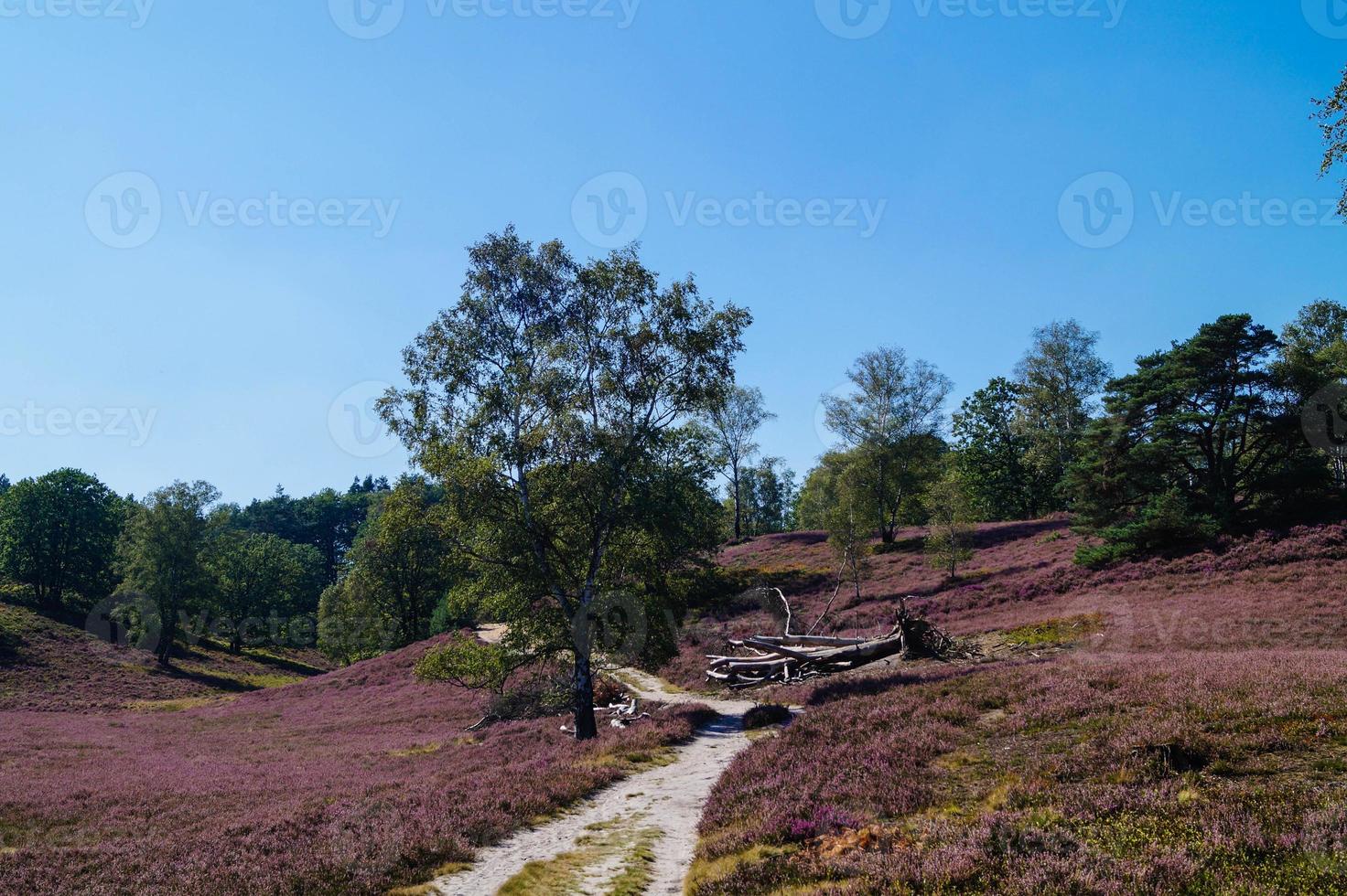 En la reserva natural fischbeker heide junto a Hamburgo, Alemania foto