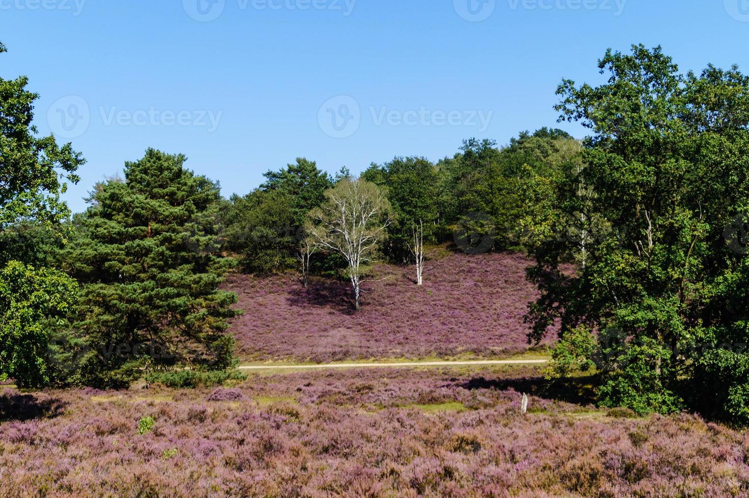 En la reserva natural fischbeker heide junto a Hamburgo, Alemania foto