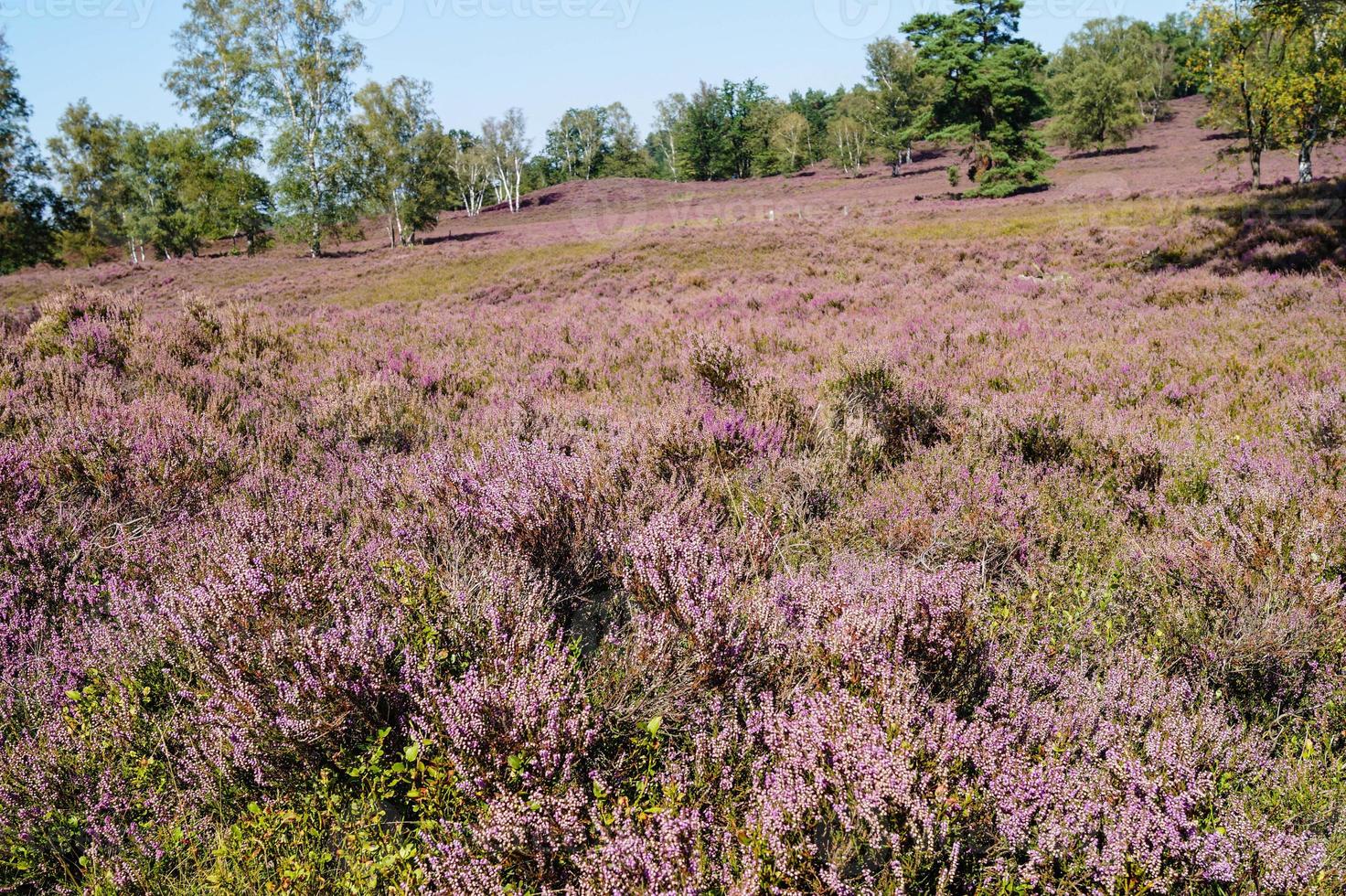 In the nature reserve Fischbeker Heide next to Hamburg Germany photo