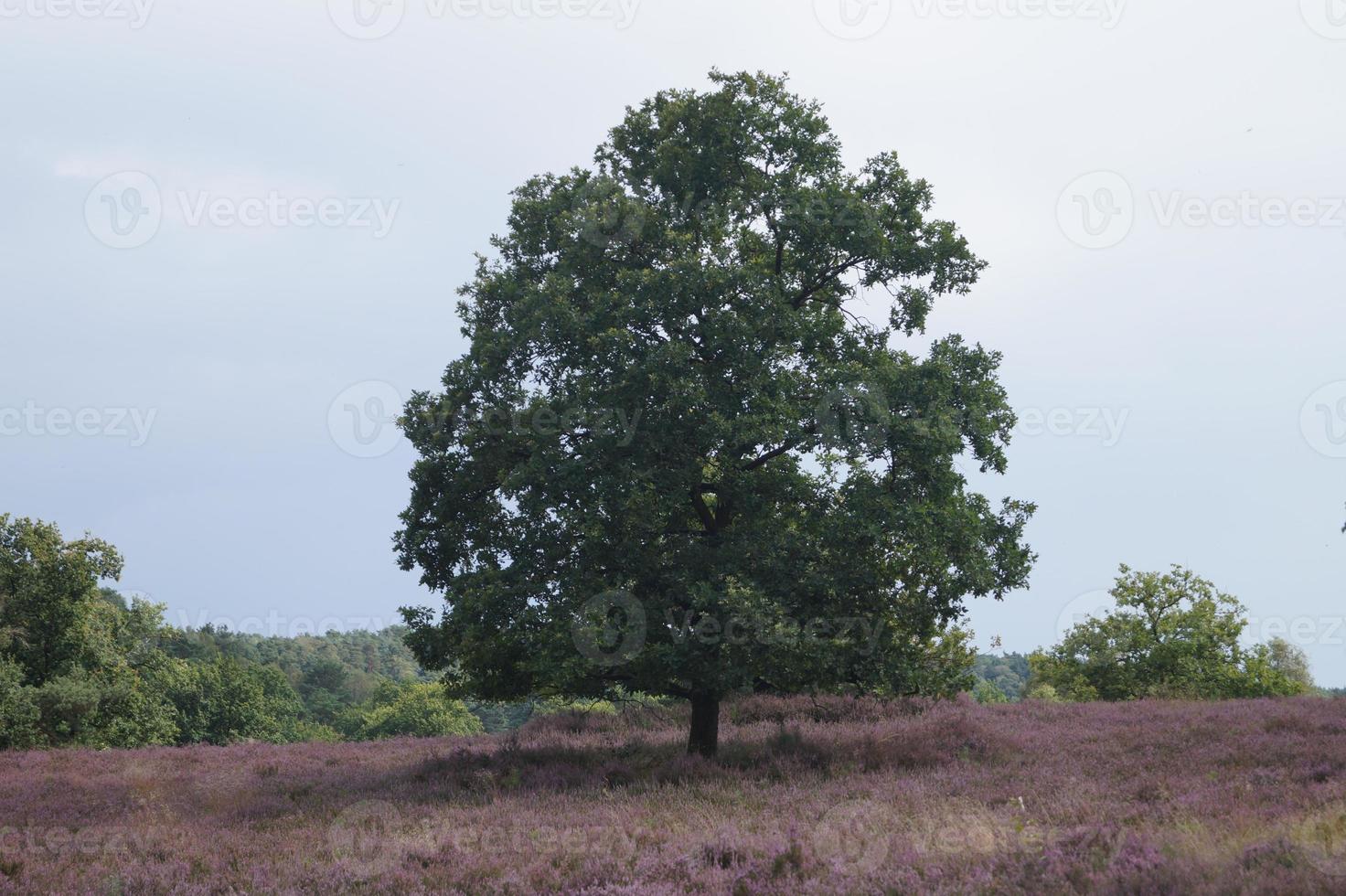 En la reserva natural fischbeker heide junto a Hamburgo, Alemania foto