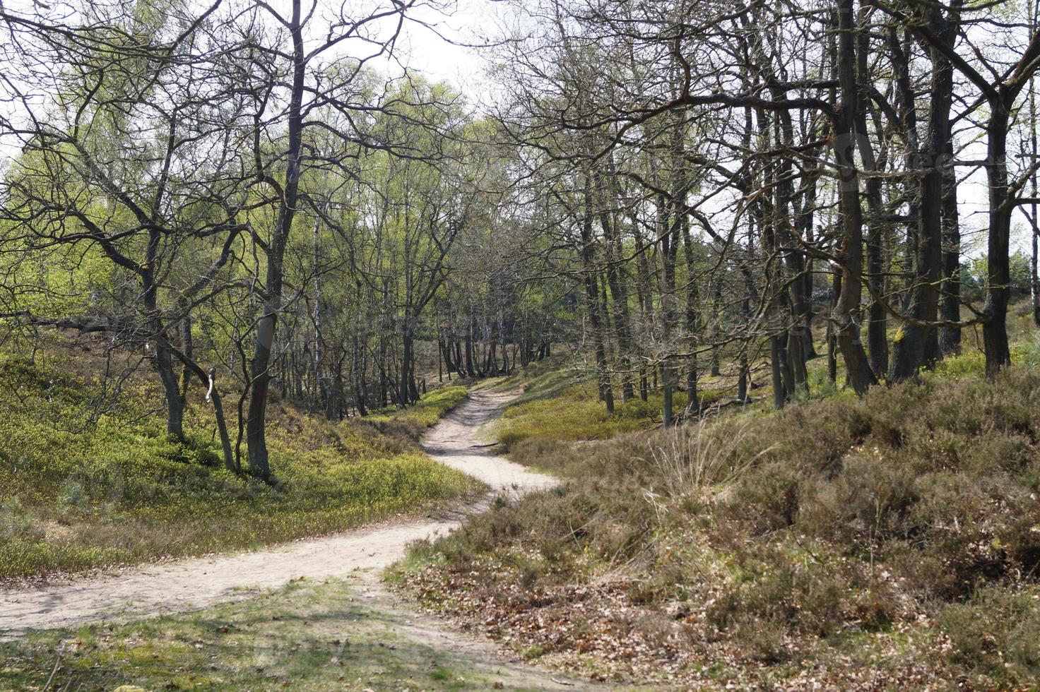 In the nature reserve Fischbeker Heide next to Hamburg Germany photo