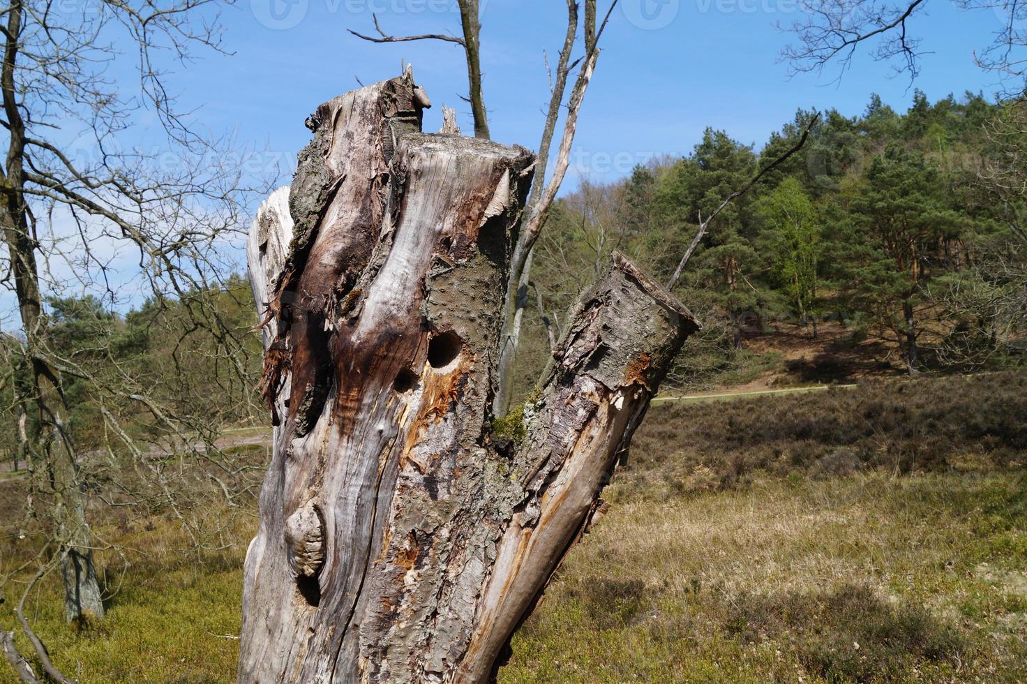 En la reserva natural fischbeker heide junto a Hamburgo, Alemania foto