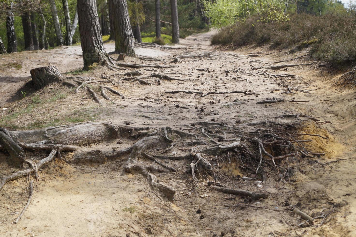 In the nature reserve Fischbeker Heide next to Hamburg Germany photo
