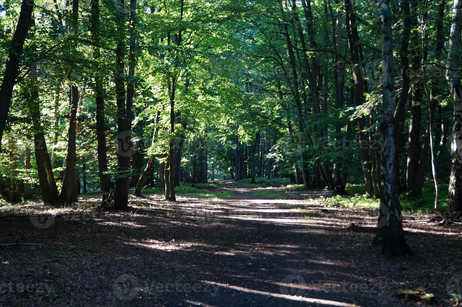 En la reserva natural fischbeker heide junto a Hamburgo, Alemania foto