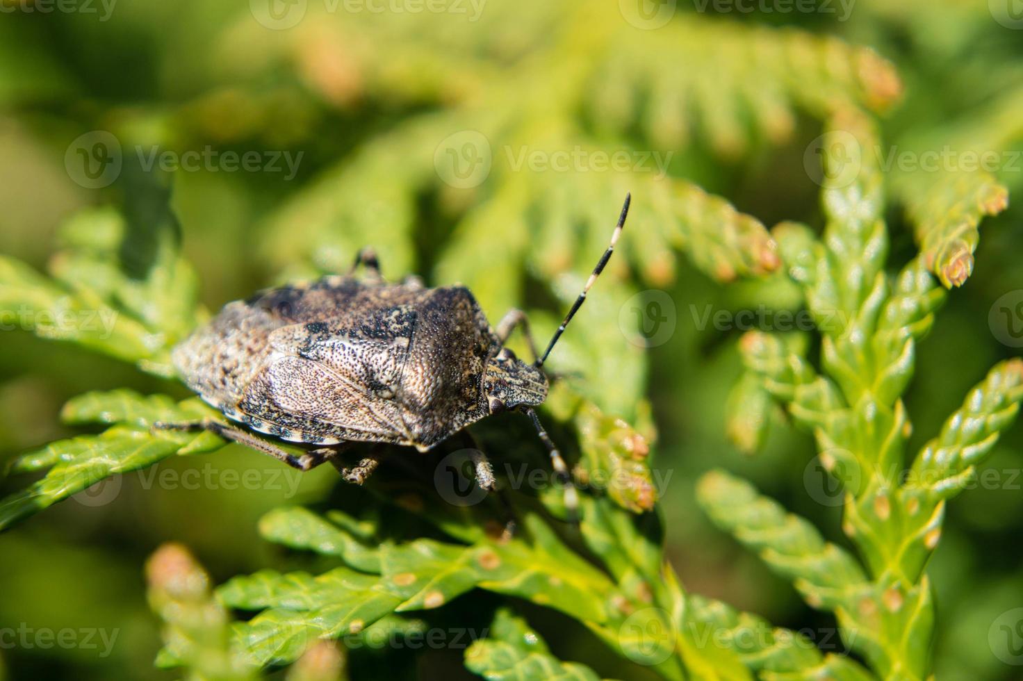 el insecto gris del jardín llamado raphigasternebulosa foto