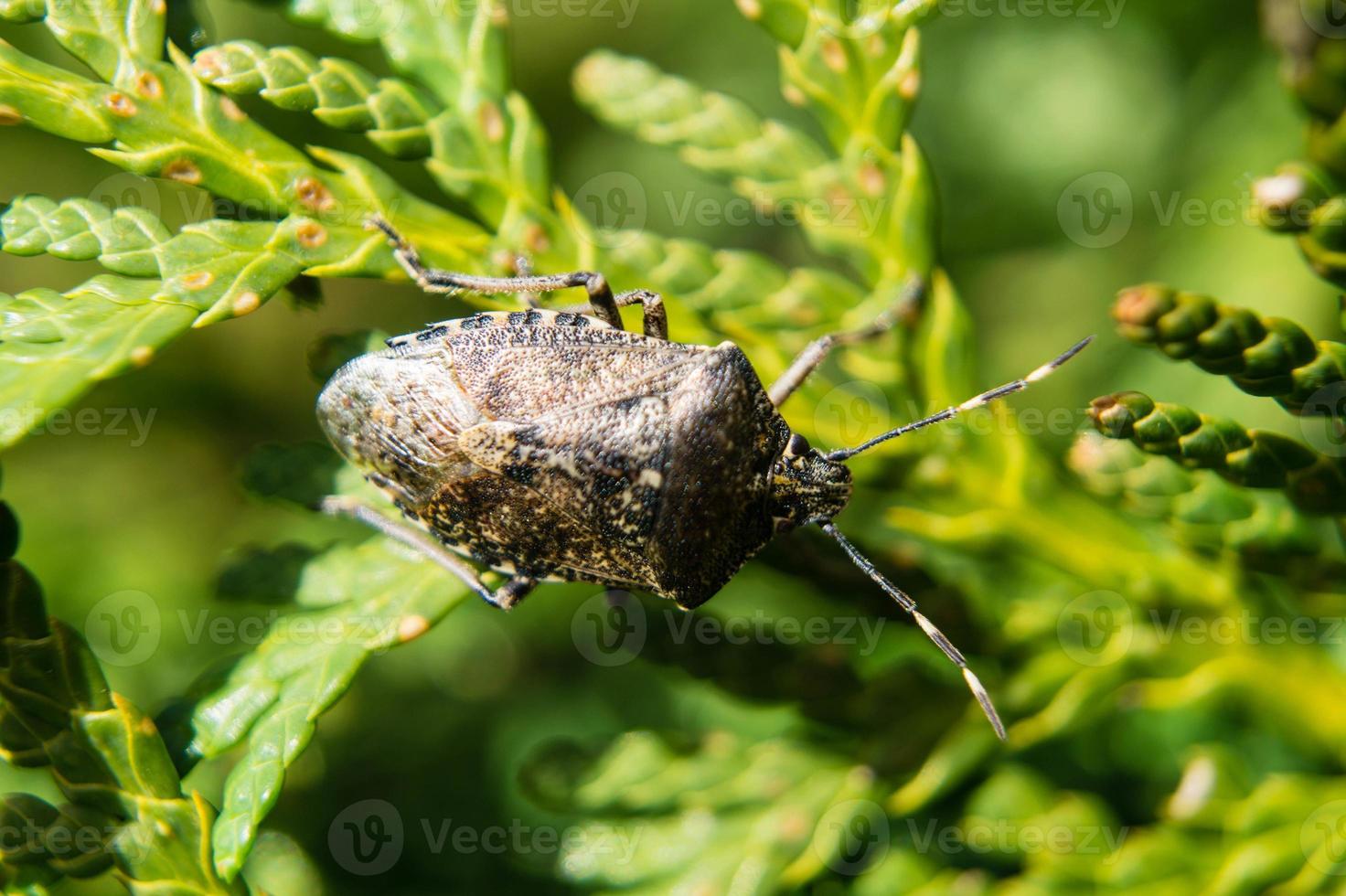 el insecto gris del jardín llamado raphigasternebulosa foto