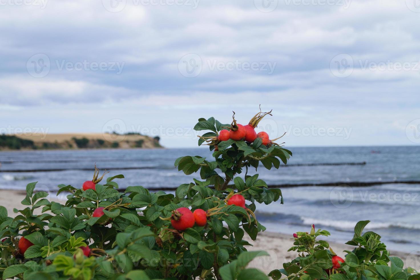 rose hip or dog-rose photo