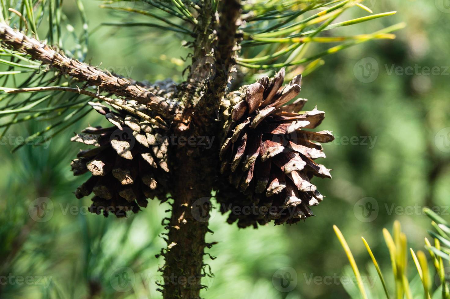 Cedar cones and nuts photo