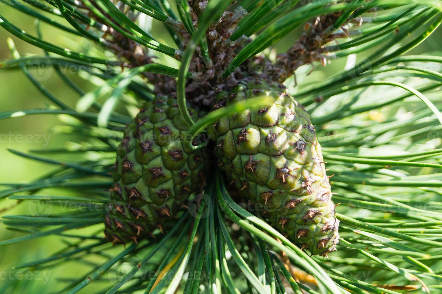 Cedar cones and nuts photo