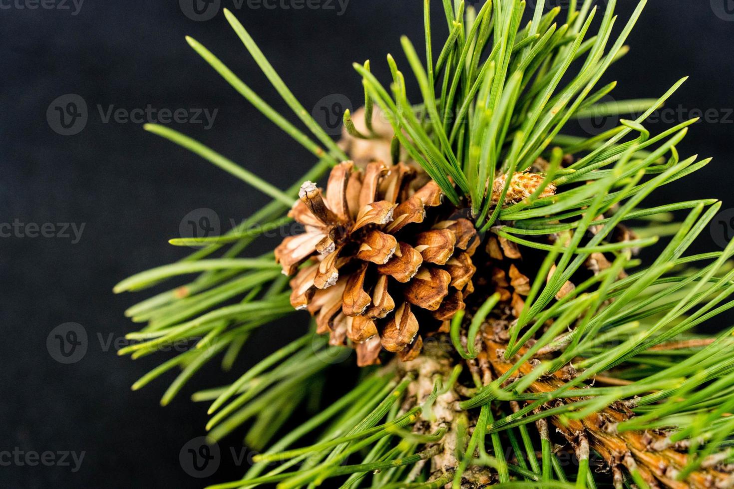 Cedar cones and nuts photo