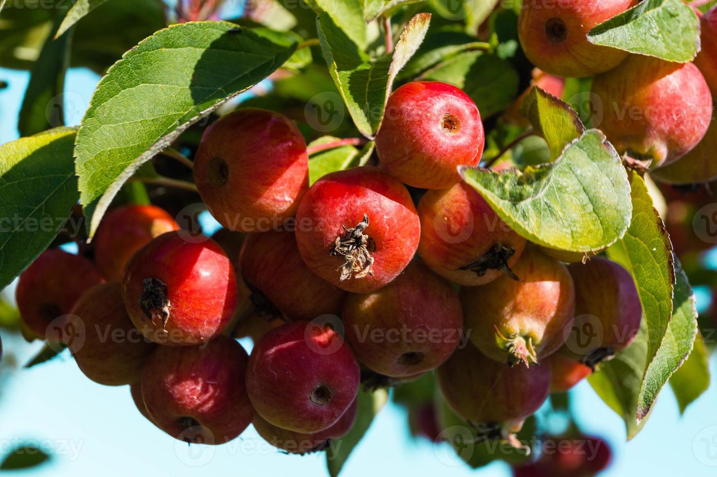 red sentinal small apple in the old Country next to Hamburg photo