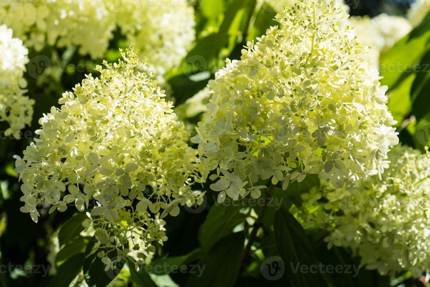 The romantic hortensia flower Hydrangea photo