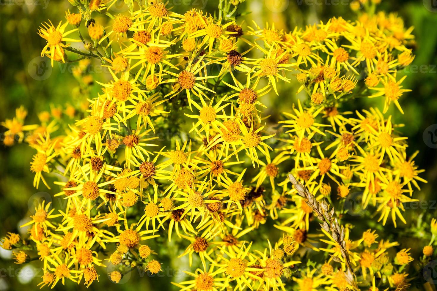 flor amarilla senico jacobaea foto