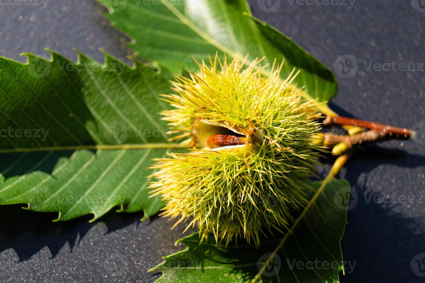 los frutos de la castaña espinosa maduran en otoño foto