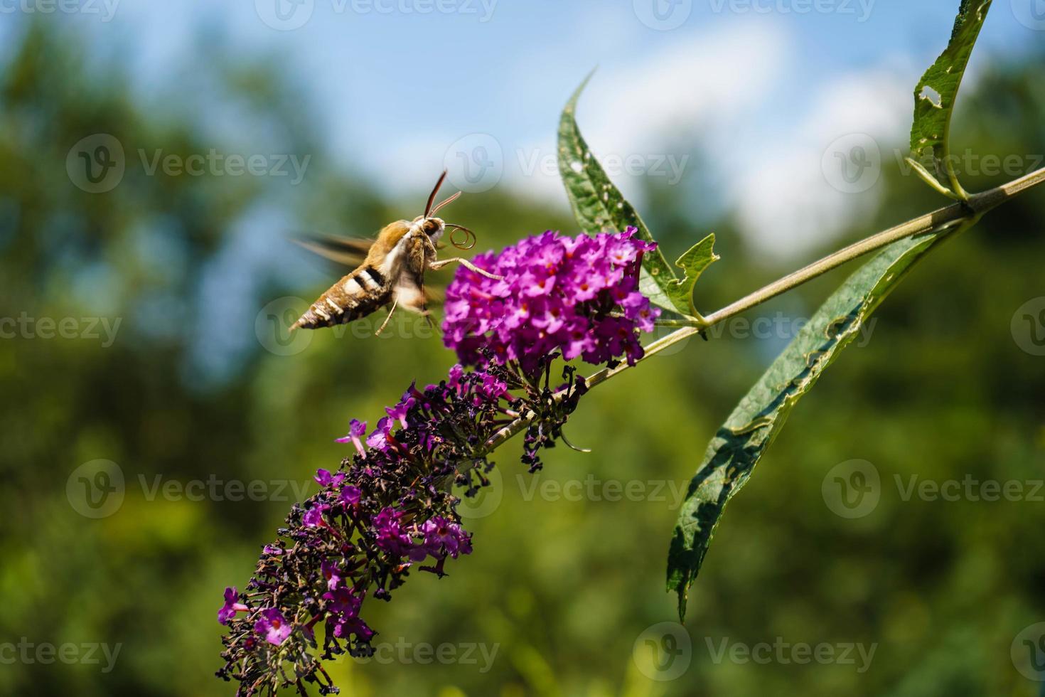 halcones de paja Hyles gallii en el arbusto de mariposa púrpura foto