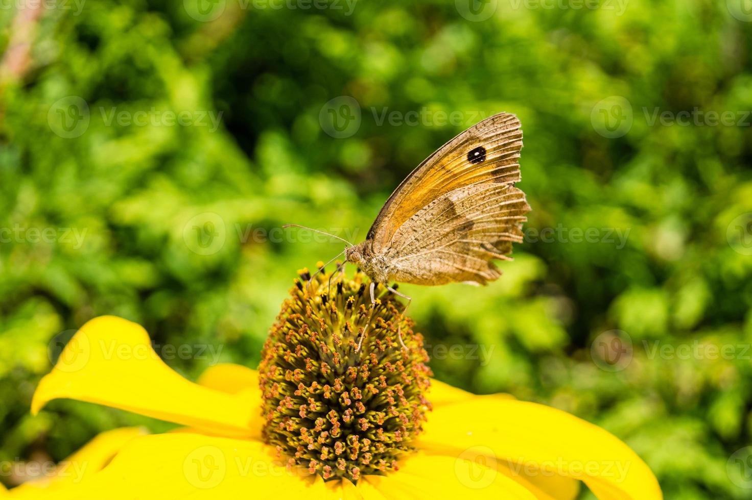 Mariposa maniola jurtina en una planta yello foto