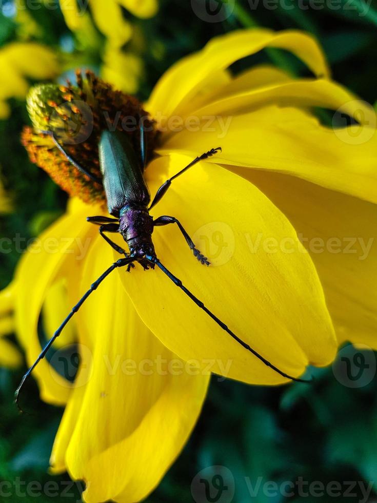 Moschusbock aromia moschata un escarabajo de cuernos largos en el jardín foto