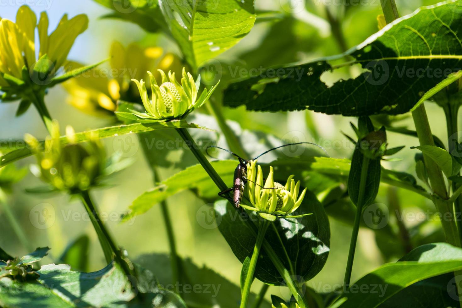 Moschusbock aromia moschata un escarabajo de cuernos largos en el jardín foto