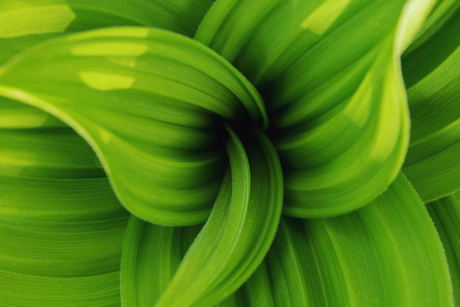 Fondo natural de hojas verdes frescas arremolinándose en espiral. foto