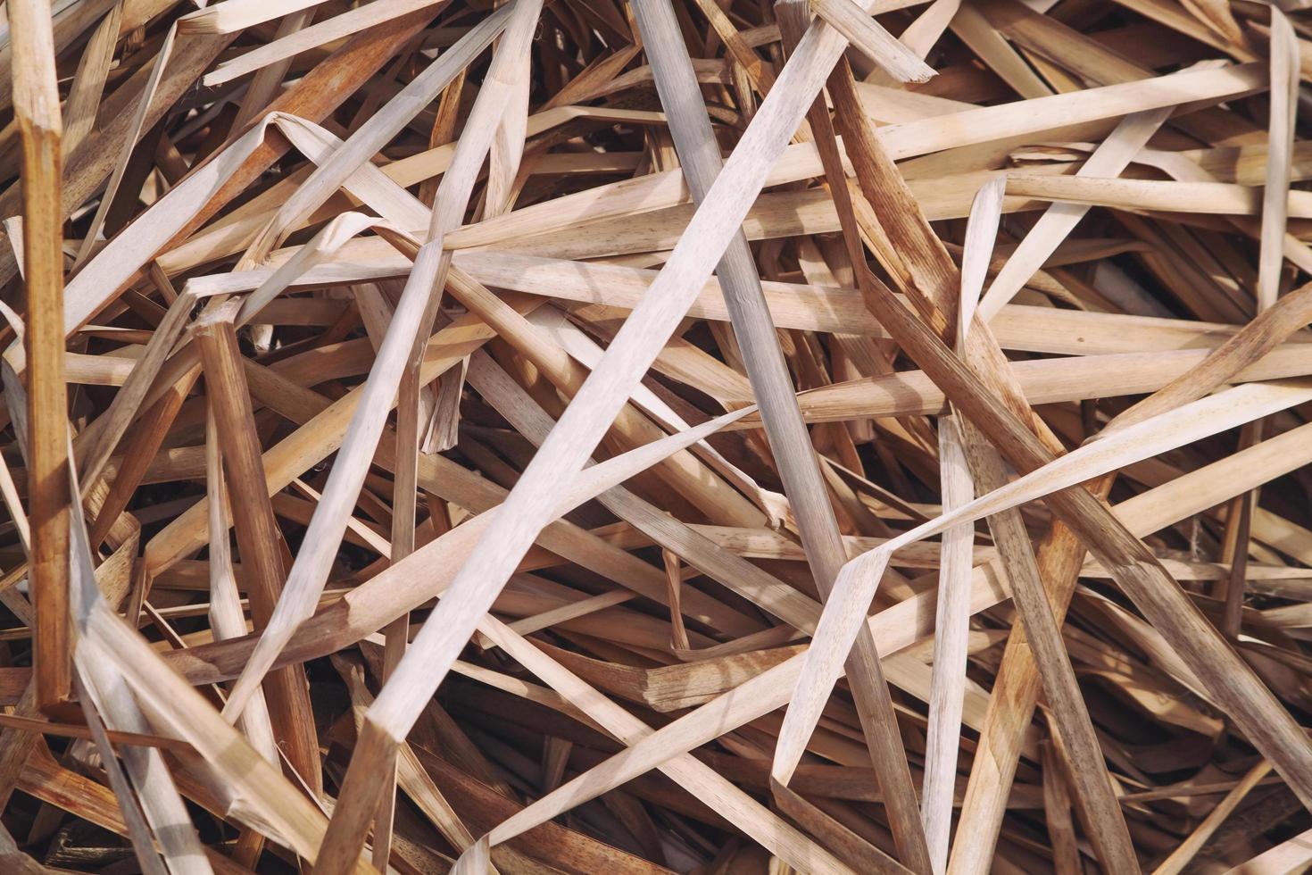 Randomly arranged dry reed leaves. Withered grass background. photo